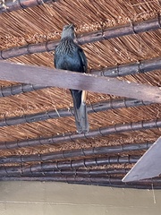 Onychognathus morio morio