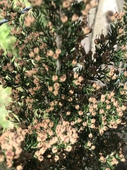 Erica lusitanica