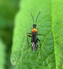Pseudoxenetus regalis