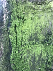 Chrysothrix xanthina