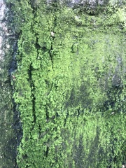 Chrysothrix xanthina