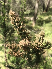 Erica lusitanica