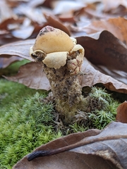 Calostoma lutescens