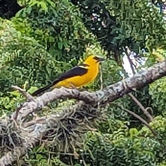 Gymnomystax mexicanus