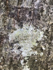 Lecanora symmicta