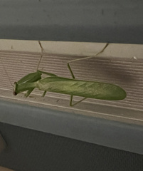 Photiomantis