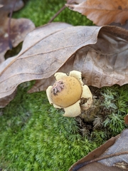 Calostoma lutescens
