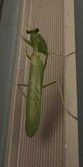 Photiomantis