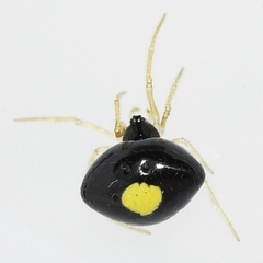 Theridula