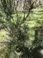 Erica lusitanica