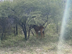 Hippotragus niger niger