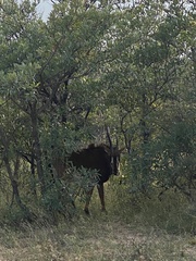 Hippotragus niger niger