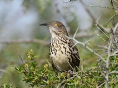 Toxostoma longirostre