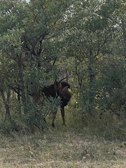 Hippotragus niger niger