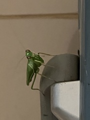 Photiomantis
