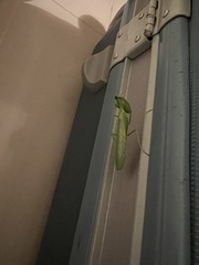 Photiomantis