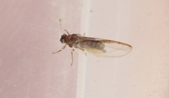 Bactericera minuta