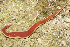 Arthurdendyus testaceus