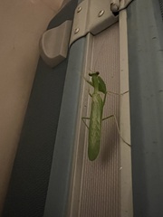 Photiomantis