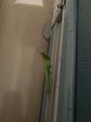 Photiomantis