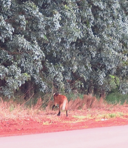 Maned Wolf
