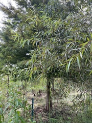 Salix nigra
