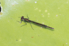 Austrocnemis splendida