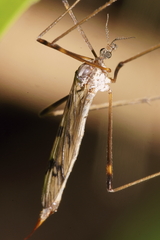 Gynoplistia subfasciata