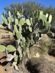 Opuntia
