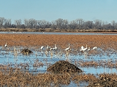 Cygnus columbianus