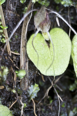 Corybas hatchii