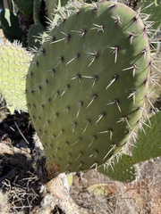 Opuntia