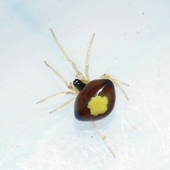 Theridula