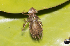 Hydrobasileus brevistylus