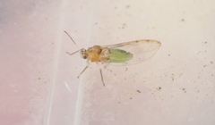 Bactericera minuta