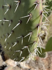 Opuntia