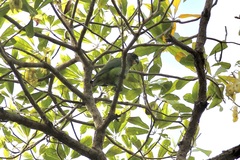 Poicephalus cryptoxanthus