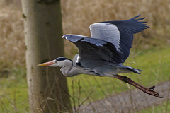 Ardea cinerea