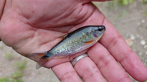 Shortsnout tetra (Bryconamericus brevirostris) — Characidae
