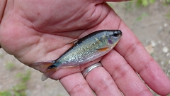 Eretmobrycon brevirostris