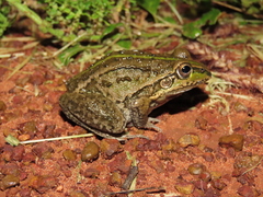 Ranoidea alboguttata