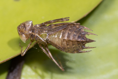 Hydrobasileus brevistylus