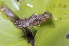 Hydrobasileus brevistylus