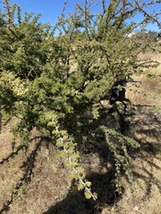 Vachellia schaffneri