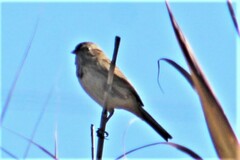 Amphispiza bilineata