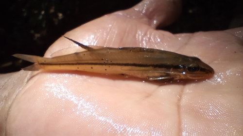 Bescheiden antennemeervalletje (Pimelodella modestus) — Heptapteridae — 2