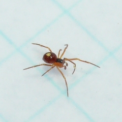 Theridula