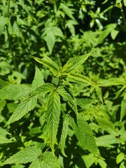 Cedronella canariensis