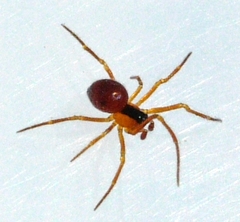 Theridula