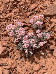 Eriogonum bicolor